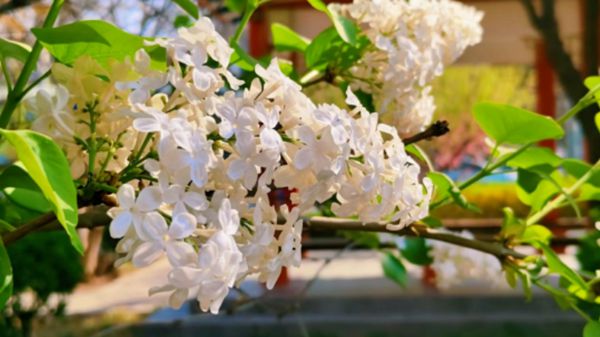 64a6cf63927cc.jpg jdimage009.jpg